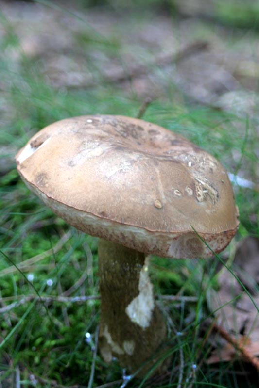 Pilze in Mecklenburg - Pilze sammeln in Mecklenburg - Essbare und giftige Pilze